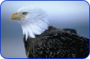 Raystown's Eagles